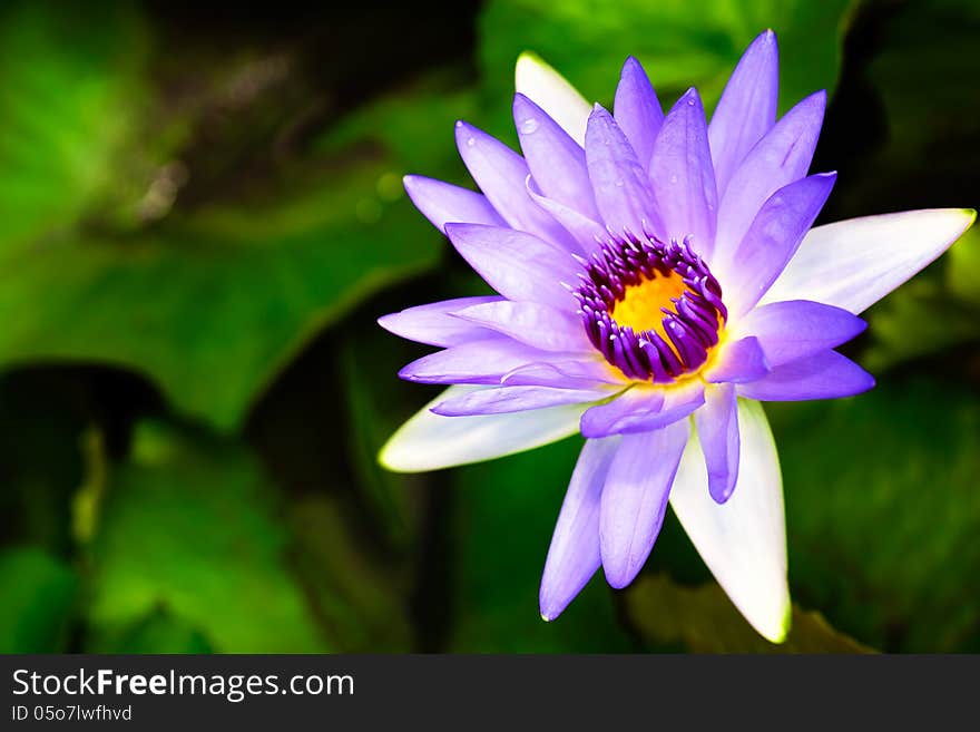 Purple lotus blossoms or water lily flowers