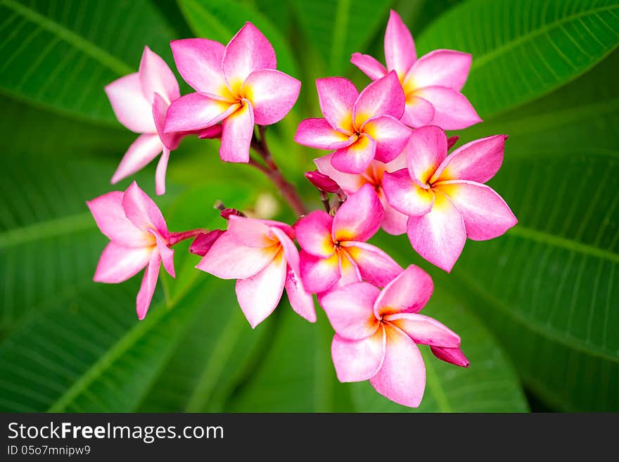 Branch of pink flowers frangipani plumeria on green leaves background