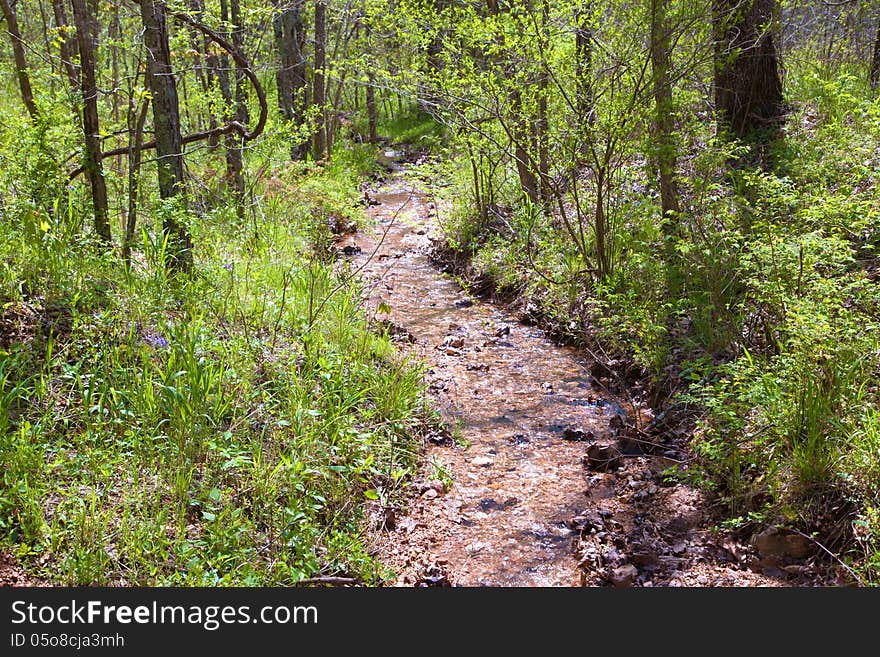 A flooded stream flowing through the forest. A flooded stream flowing through the forest.