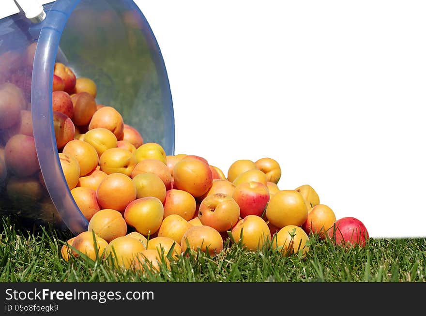 Juicy, ripe, yellow-red apricots scattered on the green grass