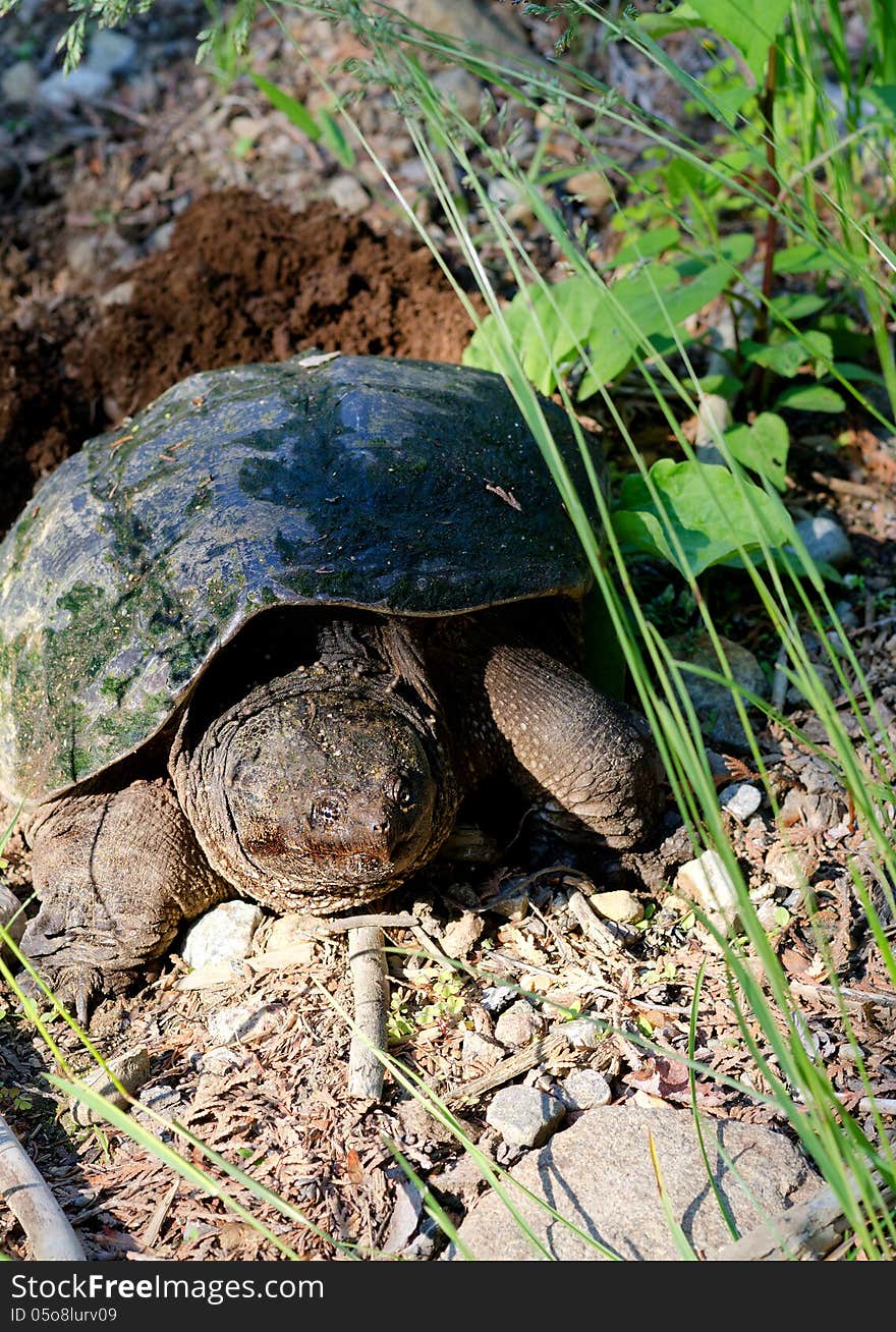 Snapping Turtle &x28;Chelydra Serpentina&x29