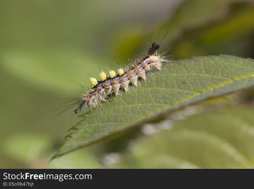 Caterpillar butterfly Orgyia antiqua.