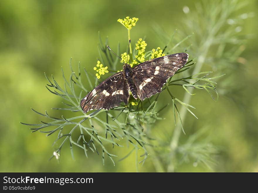 Butterfly Araschnia levana.