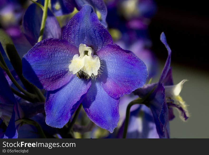 The name of the flower Delfinium is connected with his form. The Greeks, in particular dioskorid, compared buds with the head of dolphins. The name of the flower Delfinium is connected with his form. The Greeks, in particular dioskorid, compared buds with the head of dolphins.