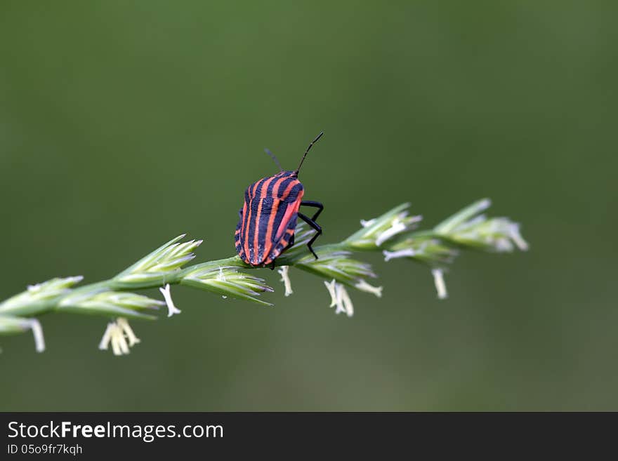 Bug Italian &x28;Graphosoma lineatum&x29;.