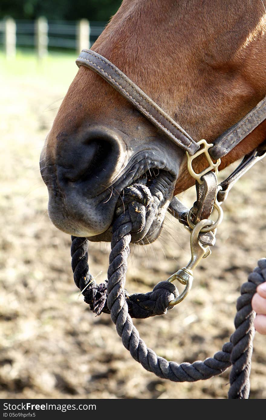 Muzzle shot of one horse holding his own lead rope in his mouth. Muzzle shot of one horse holding his own lead rope in his mouth