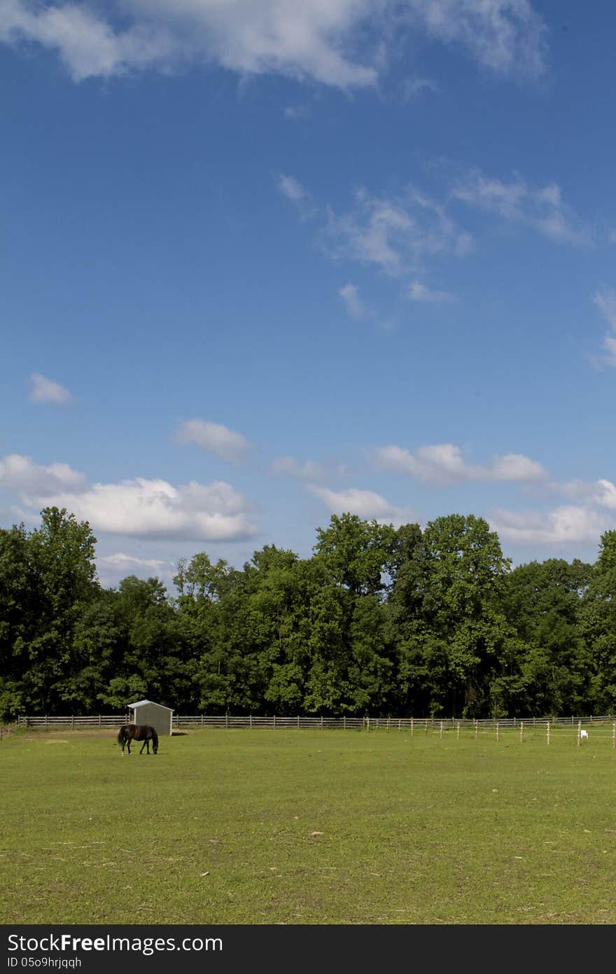 Dark horse grazing under a very blue sky with clouds, trees in the background. Dark horse grazing under a very blue sky with clouds, trees in the background.