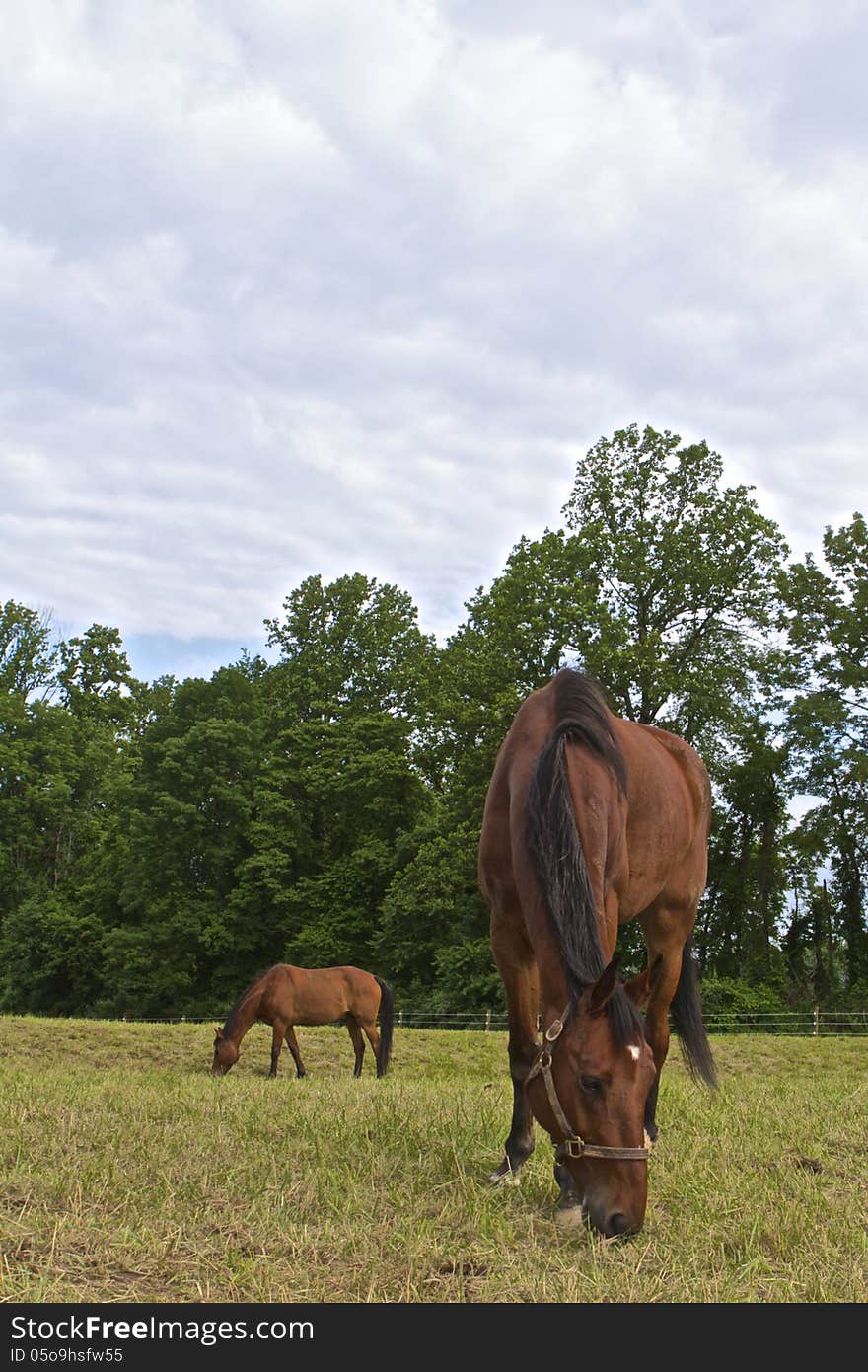 Two horses grazing in a peaceful meadow under a cumulous sky and wooded backdrop. Two horses grazing in a peaceful meadow under a cumulous sky and wooded backdrop.