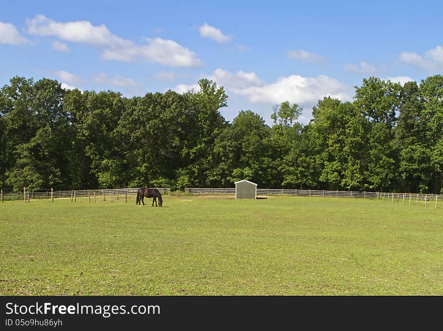 Dark horse grazing under a very blue sky with clouds, trees in the background. Dark horse grazing under a very blue sky with clouds, trees in the background.