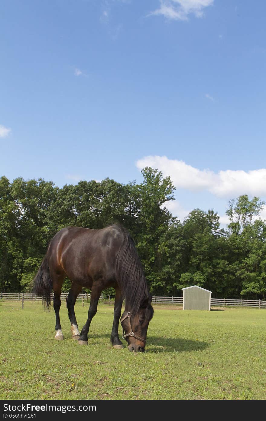 Dark horse grazing under a very blue sky with clouds, run in shed behind him. Dark horse grazing under a very blue sky with clouds, run in shed behind him.