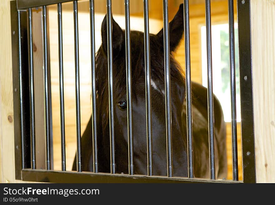 Black Percheron peering out of a bright, cedar stall through iron bars. Black Percheron peering out of a bright, cedar stall through iron bars.