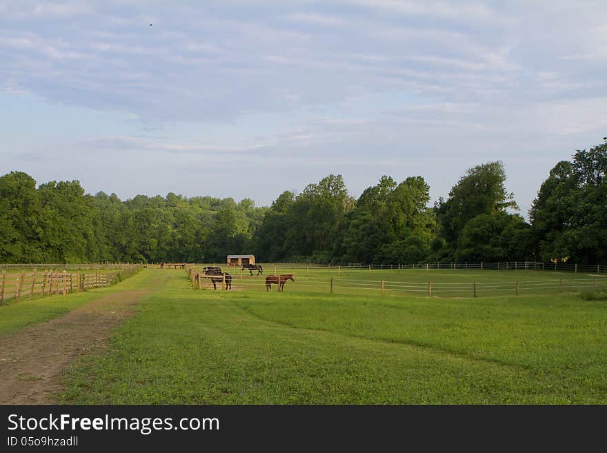 Stretches of green fields and fencing with horses under an early morning, blue sky. Stretches of green fields and fencing with horses under an early morning, blue sky.