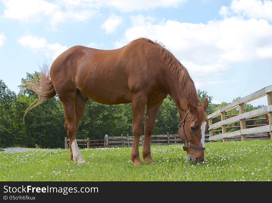 Low shot of a brown horse grazing in green grass and clover against a blue and clouded sky. Low shot of a brown horse grazing in green grass and clover against a blue and clouded sky.