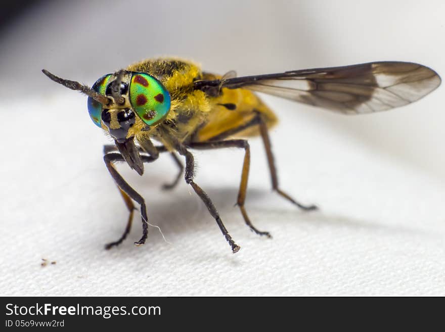 Portrait of a Horse-fly