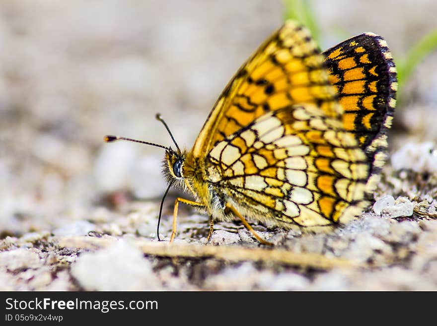 Common butterfly Silverspot &x28;Argynnis Ino&x29