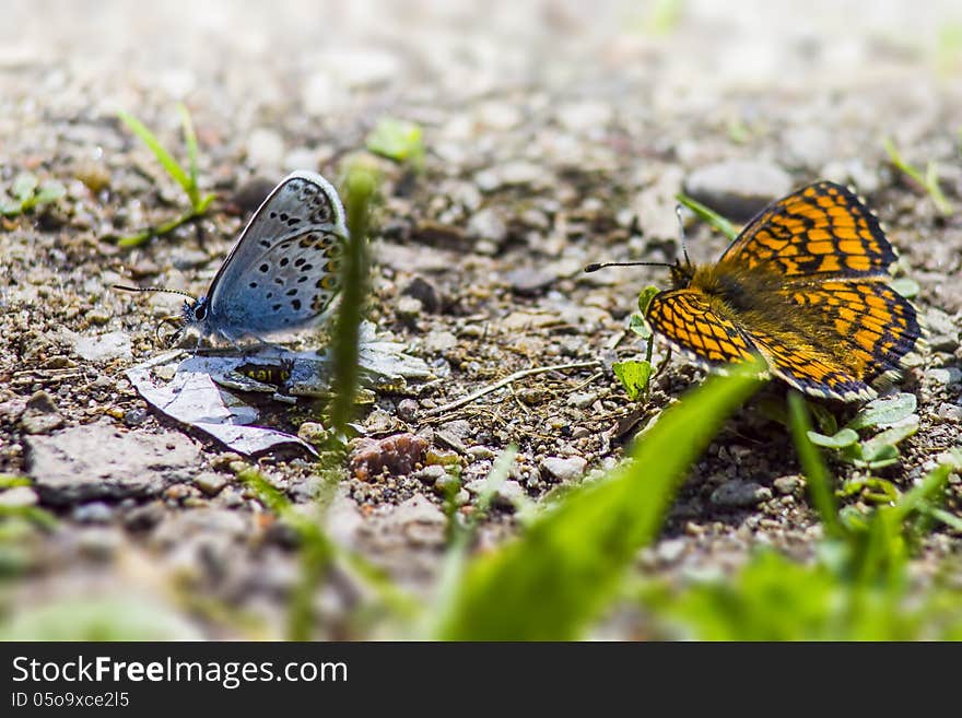 The Common Blue (Polyommatus icarus) is a small butterfly in the family Lycaenidae, widespread over much of the Palaearctic and recently introduced[1] in eastern Canada. The Common Blue (Polyommatus icarus) is a small butterfly in the family Lycaenidae, widespread over much of the Palaearctic and recently introduced[1] in eastern Canada.