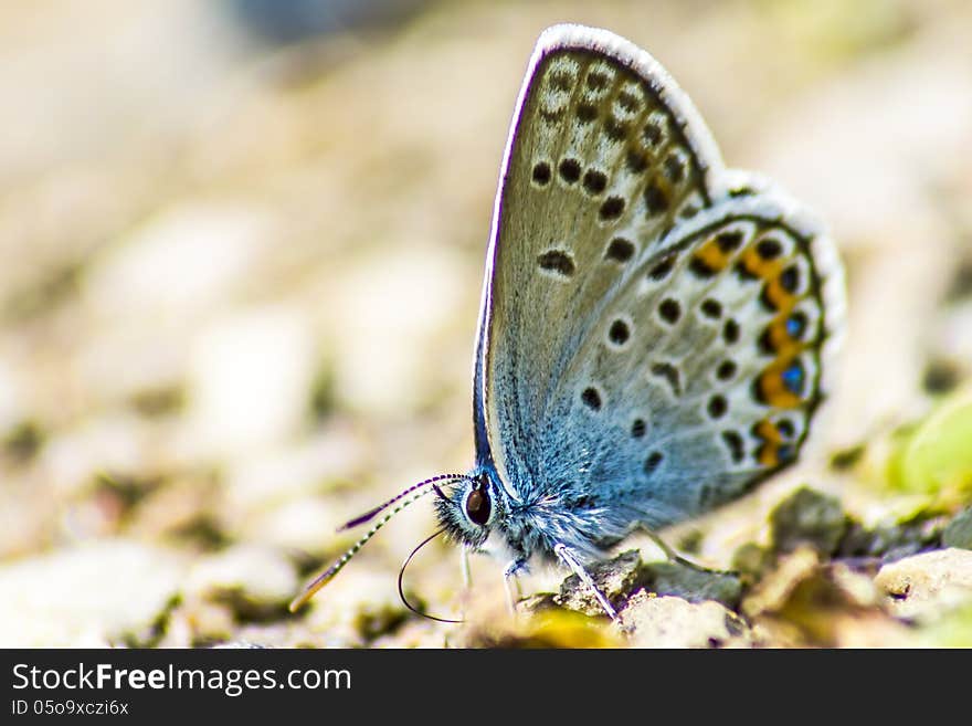 The Common Blue (Polyommatus icarus) is a small butterfly in the family Lycaenidae, widespread over much of the Palaearctic and recently introduced[1] in eastern Canada. The Common Blue (Polyommatus icarus) is a small butterfly in the family Lycaenidae, widespread over much of the Palaearctic and recently introduced[1] in eastern Canada.