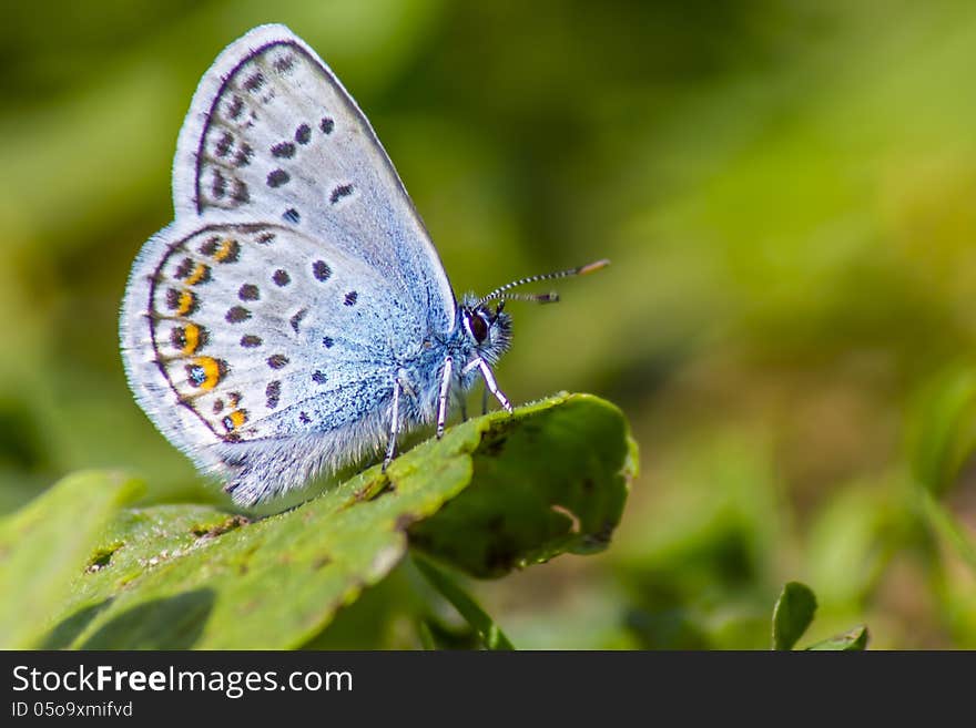 The Common Blue (Polyommatus icarus) is a small butterfly in the family Lycaenidae, widespread over much of the Palaearctic and recently introduced[1] in eastern Canada. The Common Blue (Polyommatus icarus) is a small butterfly in the family Lycaenidae, widespread over much of the Palaearctic and recently introduced[1] in eastern Canada.