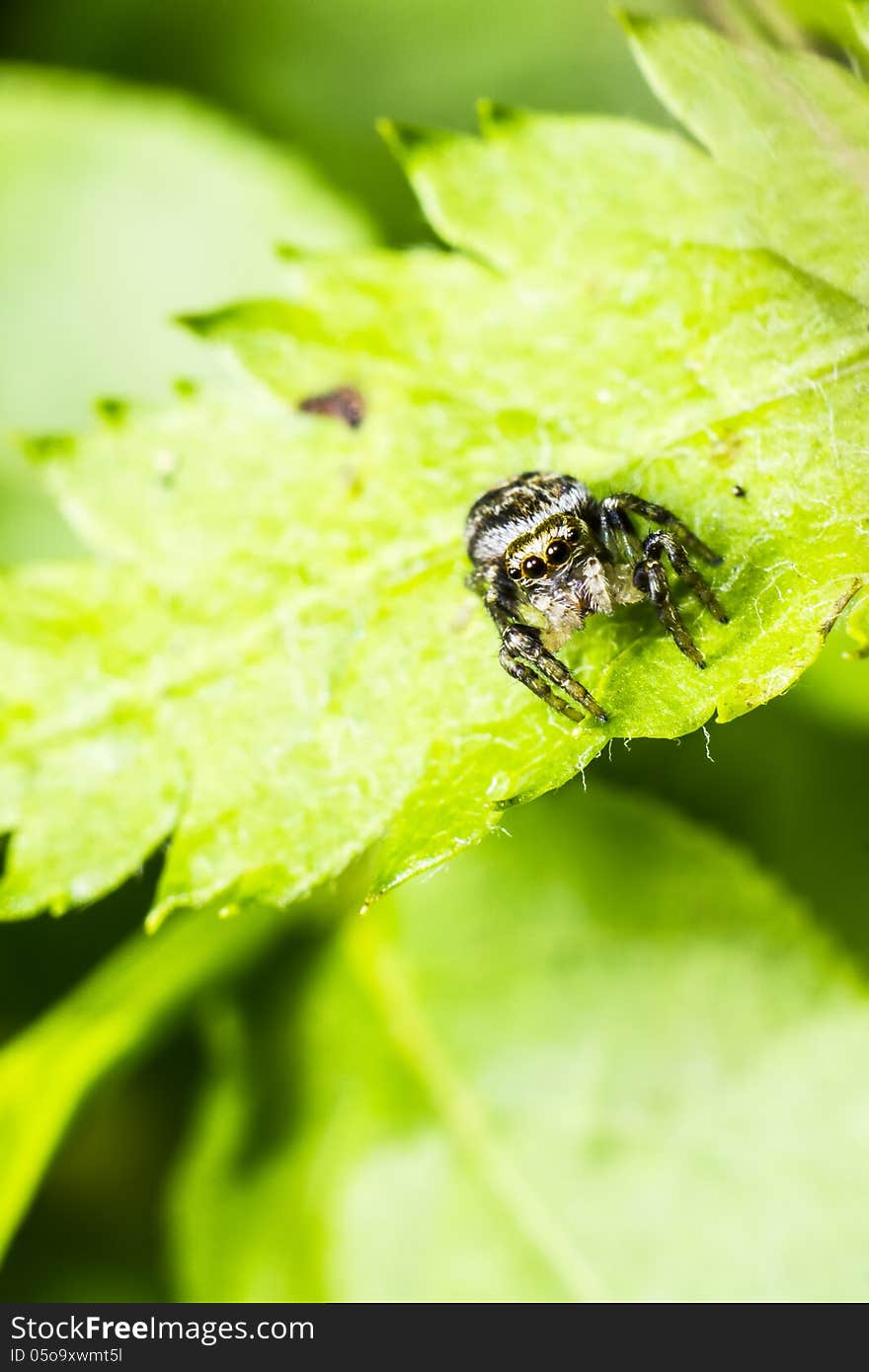 The zebra spider, Salticus scenicus, is a common jumping spider. Like other jumping spiders, it does not build a web. It uses its four pairs of large eyes to locate prey and its jumping ability to pounce and capture it. Zebra spiders are often noted for their awareness of humans. Upon noticing someone observing them, they can be seen raising their head, and usually change behavior (hence why salticus scenius, theatrical jumper). The zebra spider, Salticus scenicus, is a common jumping spider. Like other jumping spiders, it does not build a web. It uses its four pairs of large eyes to locate prey and its jumping ability to pounce and capture it. Zebra spiders are often noted for their awareness of humans. Upon noticing someone observing them, they can be seen raising their head, and usually change behavior (hence why salticus scenius, theatrical jumper).