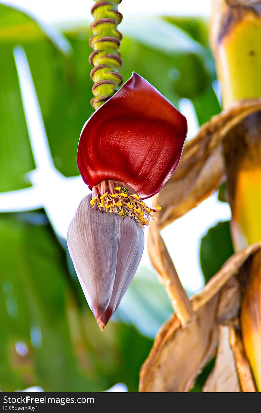 Banana blossom in a garden