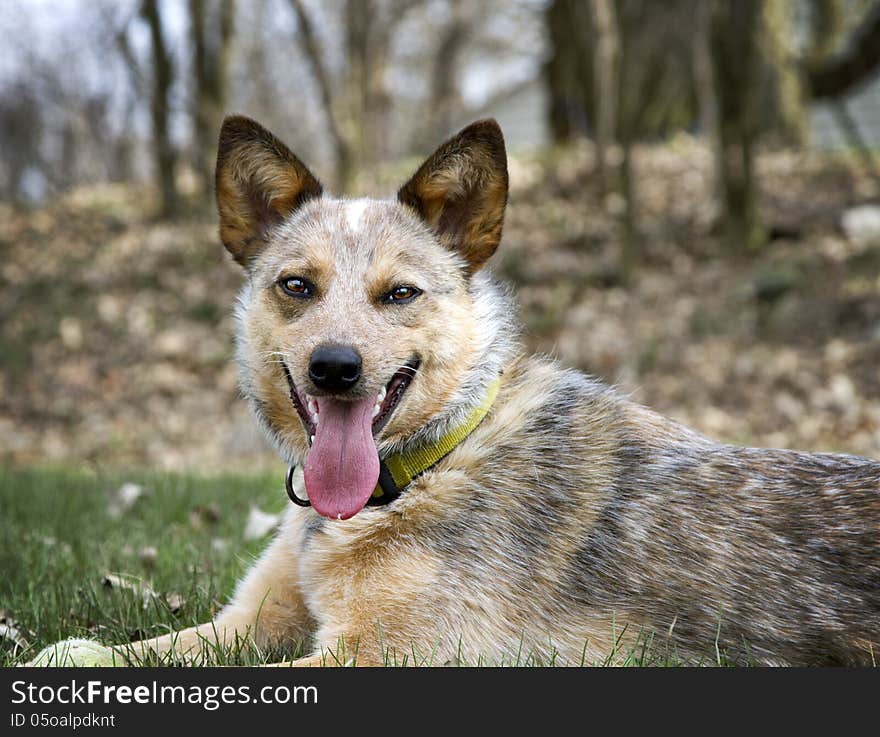 Red Heeler outside with her tennis ball in the grass. Red Heeler outside with her tennis ball in the grass