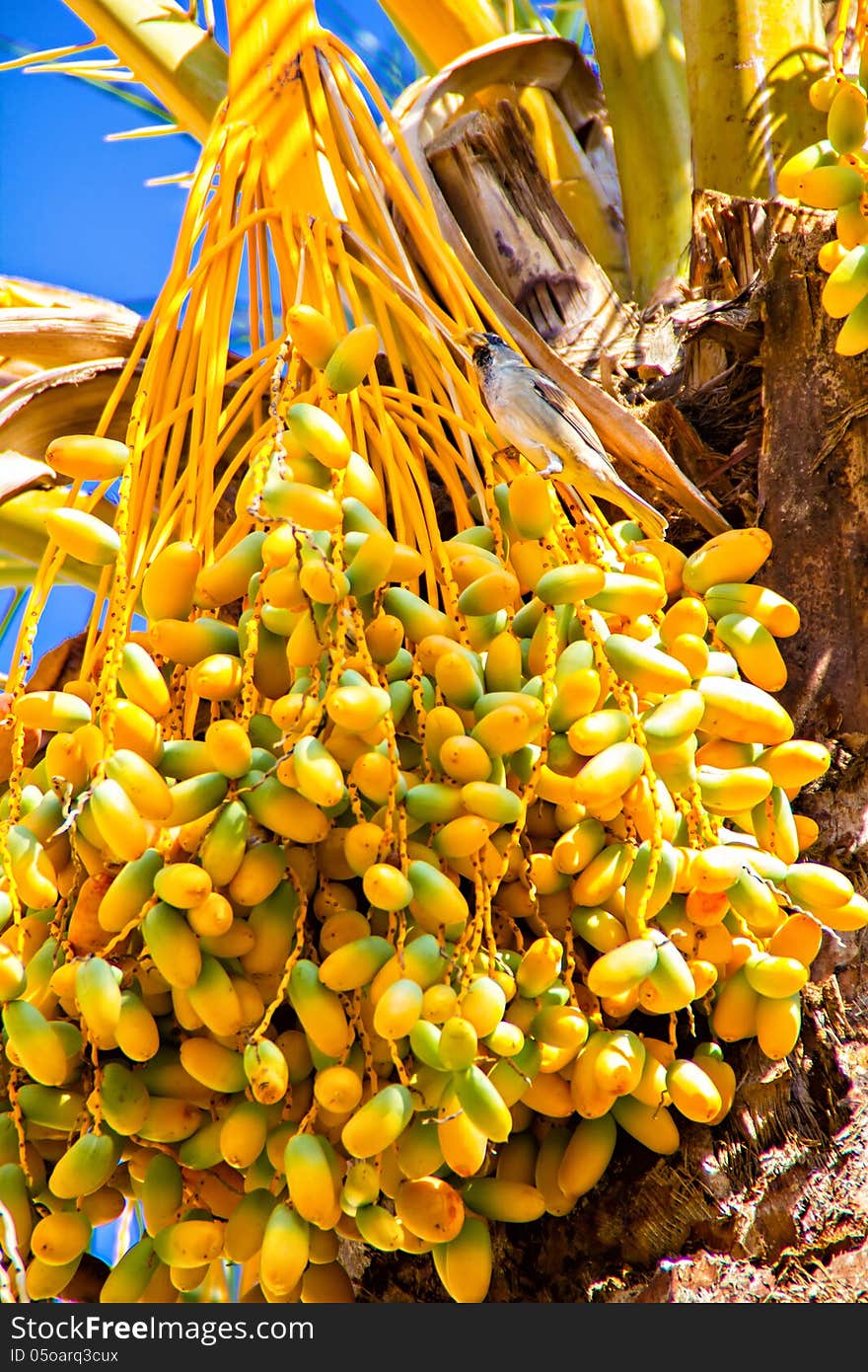 Palm Tree Fruits