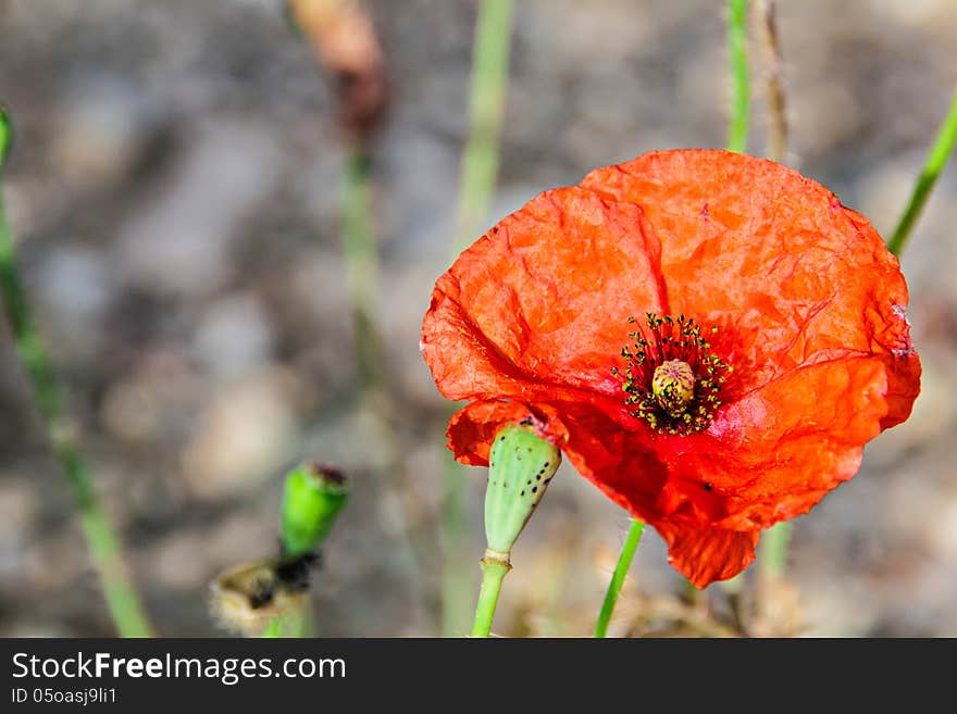 Close up of blooming red poppy flower