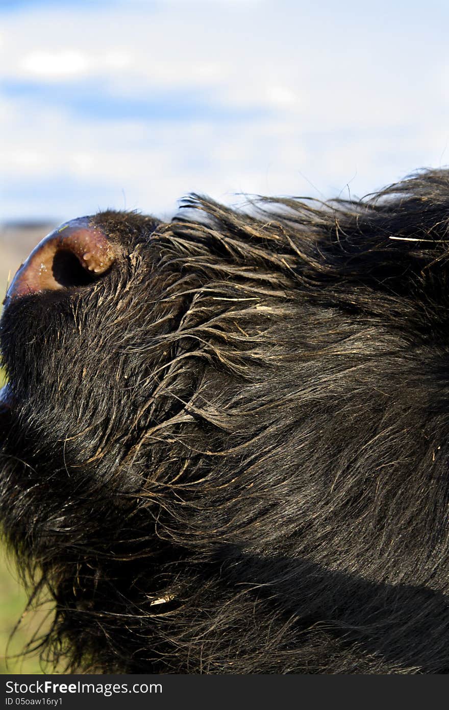 Black Scottish Highland Bull smelling the spring farm air. Black Scottish Highland Bull smelling the spring farm air