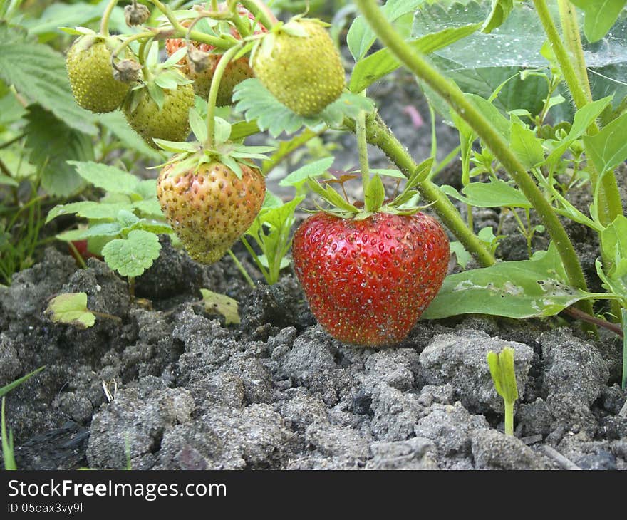 Ripe and unripe strawberries growing on the ground. Ripe and unripe strawberries growing on the ground.