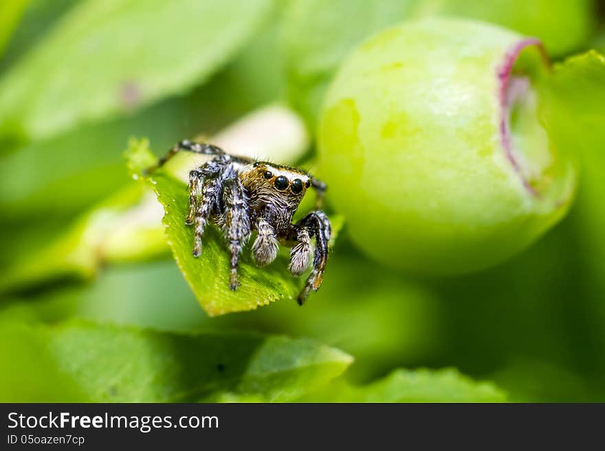 The zebra spider, Salticus scenicus, is a common jumping spider. Like other jumping spiders, it does not build a web. It uses its four pairs of large eyes to locate prey and its jumping ability to pounce and capture it. Zebra spiders are often noted for their awareness of humans. Upon noticing someone observing them, they can be seen raising their head, and usually change behavior (hence why salticus scenius, theatrical jumper). The zebra spider, Salticus scenicus, is a common jumping spider. Like other jumping spiders, it does not build a web. It uses its four pairs of large eyes to locate prey and its jumping ability to pounce and capture it. Zebra spiders are often noted for their awareness of humans. Upon noticing someone observing them, they can be seen raising their head, and usually change behavior (hence why salticus scenius, theatrical jumper).