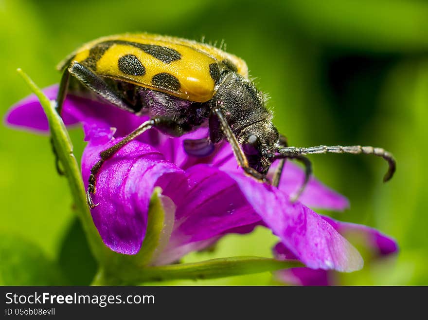 The Coleoptera /koʊliːˈɒptərə/ order of insects is commonly called beetles. The word coleoptera is from the Greek κολεός, koleos, meaning sheath; and πτερόν, pteron, meaning wing, thus sheathed wing, because most beetles have two pairs of wings, the front pair, the elytra, being hardened and thickened into a sheath-like, or shell-like, protection for the rear pair, and for the rear part of the beetle's body. The superficial consistency of most beetles' morphology, in particular their possession of elytra, has long suggested that the Coleoptera are monophyletic, but growing evidence indicates this is unjustified, there being arguments, for example, in favour of allocating the current suborder Adephaga their own order, or very likely even more than one. The Coleoptera /koʊliːˈɒptərə/ order of insects is commonly called beetles. The word coleoptera is from the Greek κολεός, koleos, meaning sheath; and πτερόν, pteron, meaning wing, thus sheathed wing, because most beetles have two pairs of wings, the front pair, the elytra, being hardened and thickened into a sheath-like, or shell-like, protection for the rear pair, and for the rear part of the beetle's body. The superficial consistency of most beetles' morphology, in particular their possession of elytra, has long suggested that the Coleoptera are monophyletic, but growing evidence indicates this is unjustified, there being arguments, for example, in favour of allocating the current suborder Adephaga their own order, or very likely even more than one