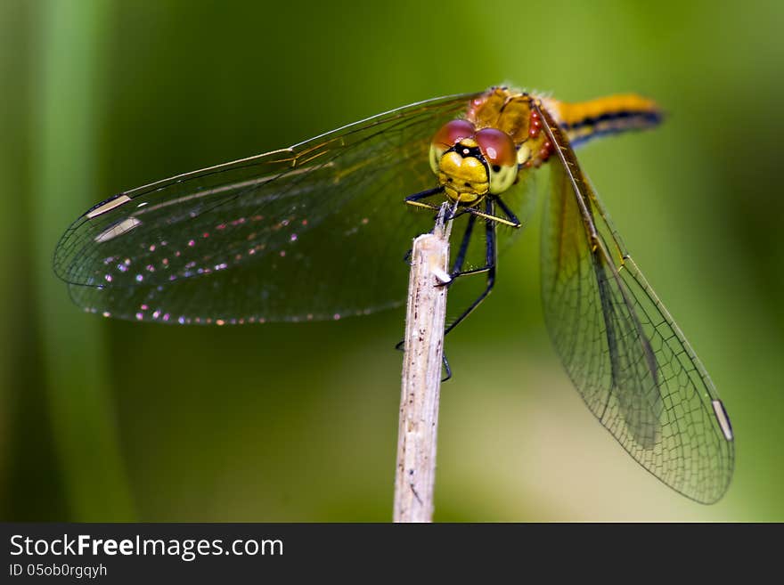 The Yellow-Winged Darter is a small dragonfly. It's essentially an Eastern European species which occasionally spreads as far West as Iberia. Our photographs of the species were made in the Netherlands and, more recently, in Finland. Sympetrum flaveolum is an easily recognisable species; besides the male's orange (rather than red) colour, the most distinguishing feature is really the huge orange-yellow patch at the base of the hind wing.