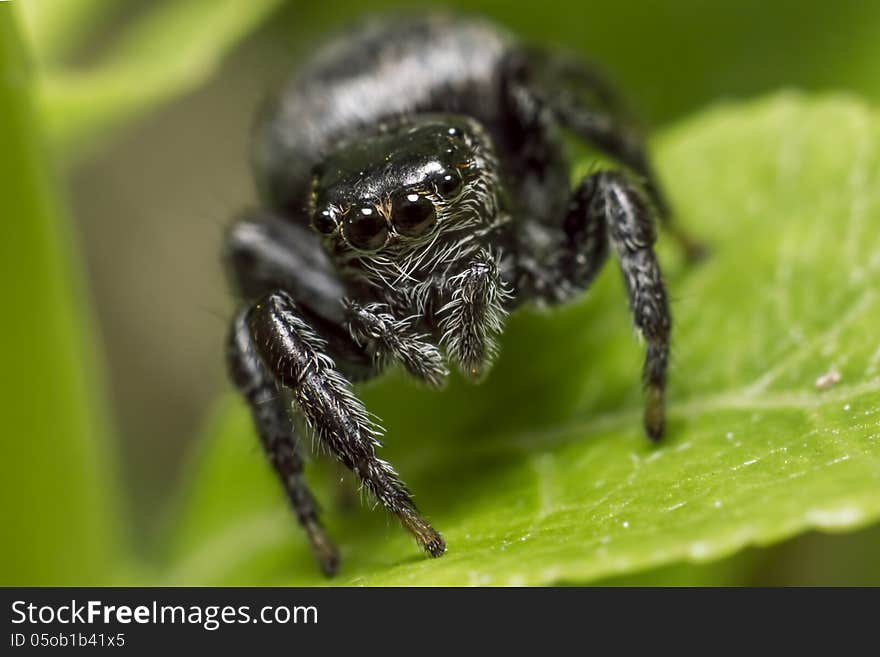 The zebra spider, Salticus scenicus, is a common jumping spider. Like other jumping spiders, it does not build a web. It uses its four pairs of large eyes to locate prey and its jumping ability to pounce and capture it. Zebra spiders are often noted for their awareness of humans. Upon noticing someone observing them, they can be seen raising their head, and usually change behavior (hence why salticus scenius, theatrical jumper). The zebra spider, Salticus scenicus, is a common jumping spider. Like other jumping spiders, it does not build a web. It uses its four pairs of large eyes to locate prey and its jumping ability to pounce and capture it. Zebra spiders are often noted for their awareness of humans. Upon noticing someone observing them, they can be seen raising their head, and usually change behavior (hence why salticus scenius, theatrical jumper).