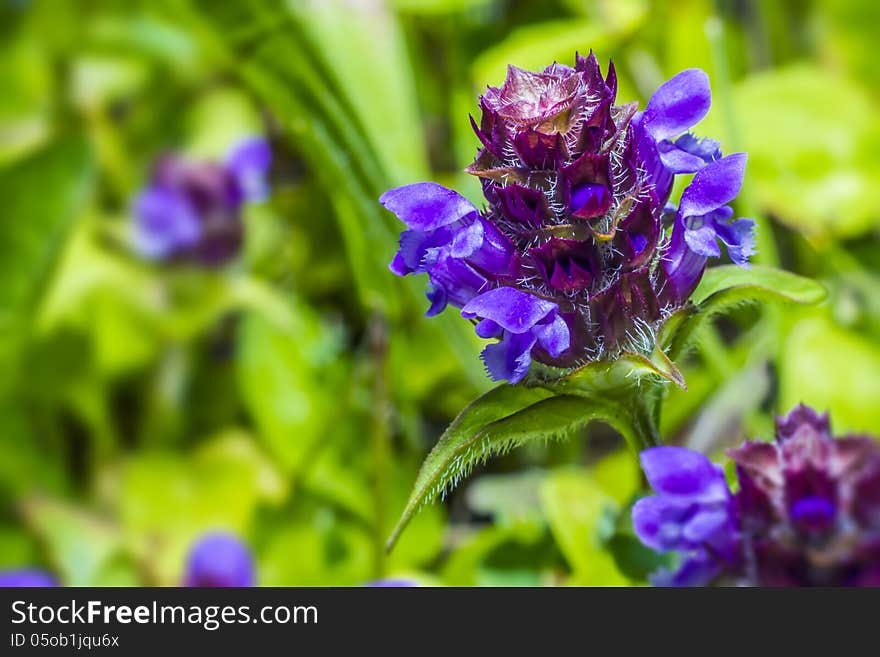 Flowers Of The Meadow