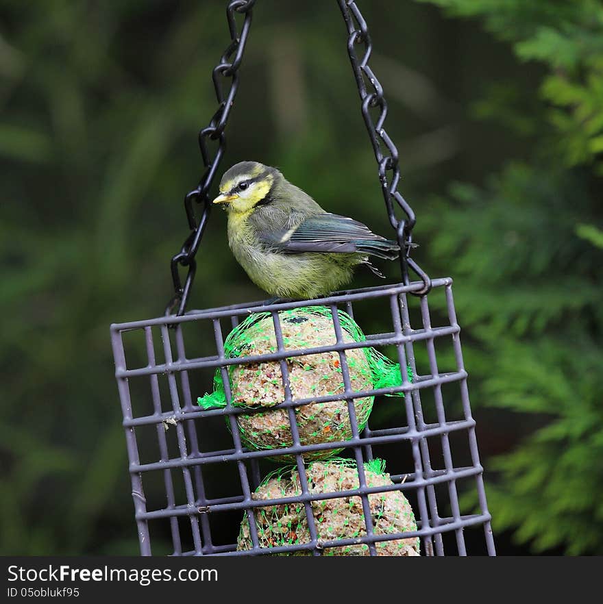 Blue Tit on a garden feeder