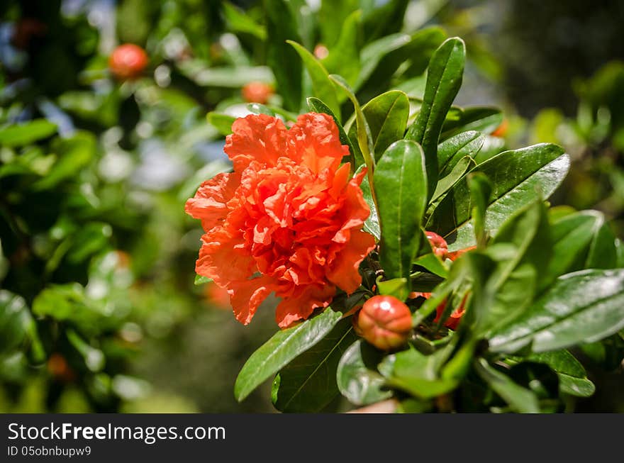 Pomegranate Flower