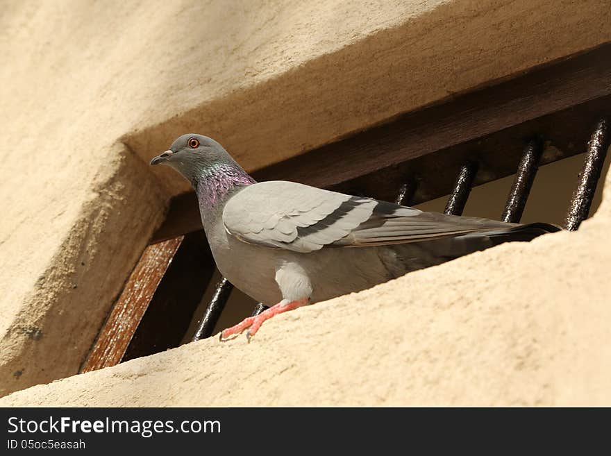 Bird on the window