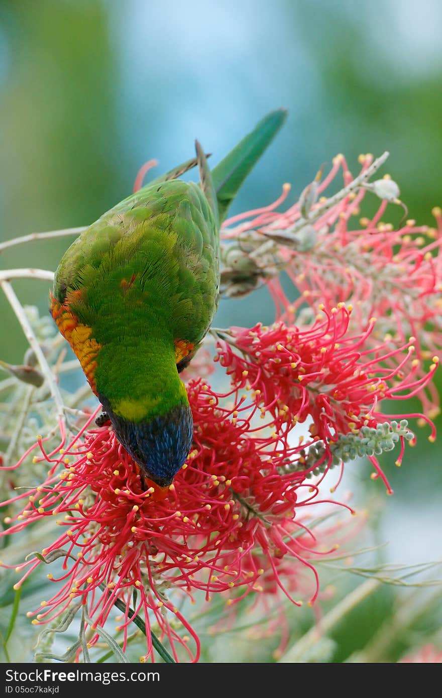 Colourful lorikeet feeding on the nectar of a pink grevillea, Australia. Colourful lorikeet feeding on the nectar of a pink grevillea, Australia