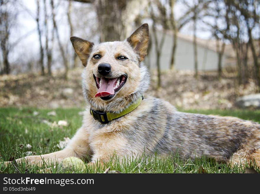 Red Heeler outside with her tennis ball in the grass. Red Heeler outside with her tennis ball in the grass