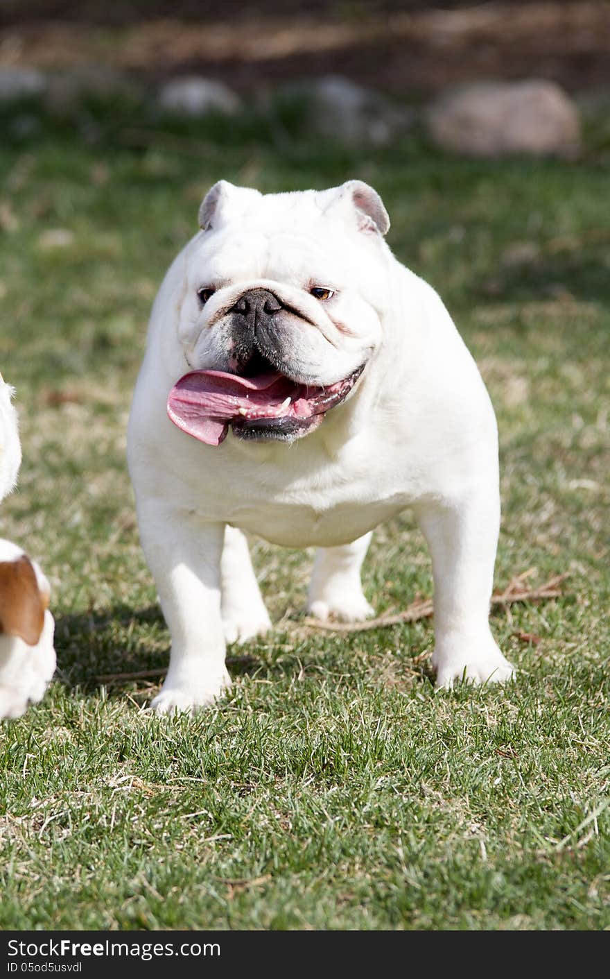 White English Bulldog outside in the grass with his tongue sticking out. White English Bulldog outside in the grass with his tongue sticking out