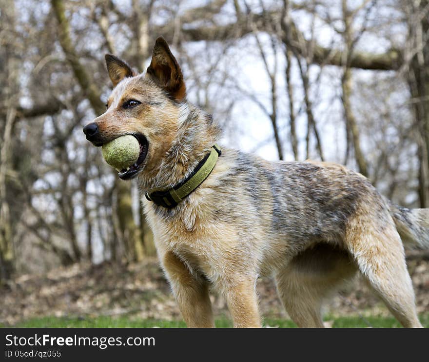 Red Heeler outside with her green tennis ball ready to play. Red Heeler outside with her green tennis ball ready to play