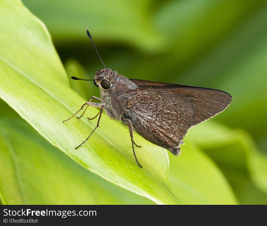 Brown monk skipper butterfly on a green leaf against a darker green background. Brown monk skipper butterfly on a green leaf against a darker green background