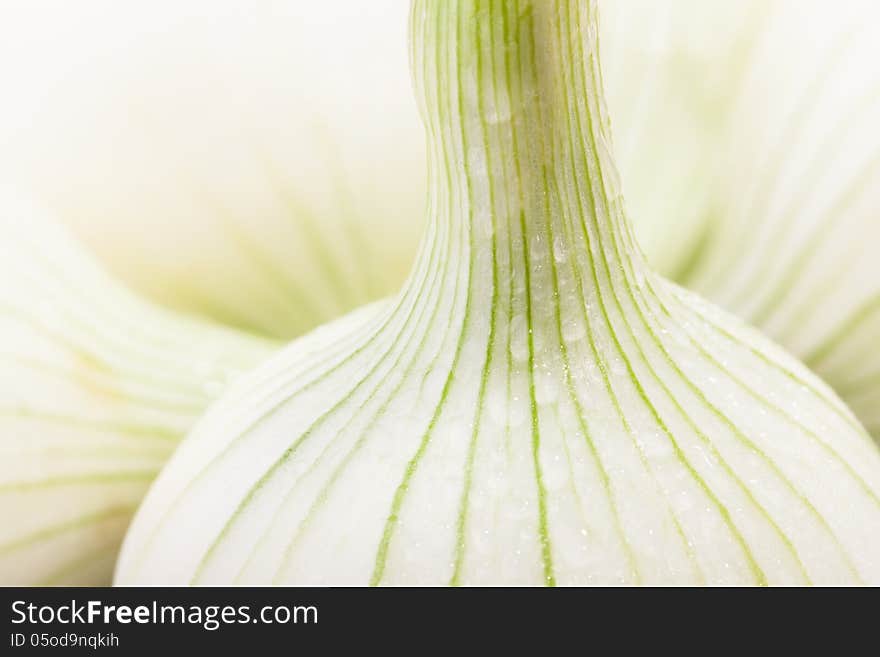 Onions white striped macro closeup. Onions white striped macro closeup