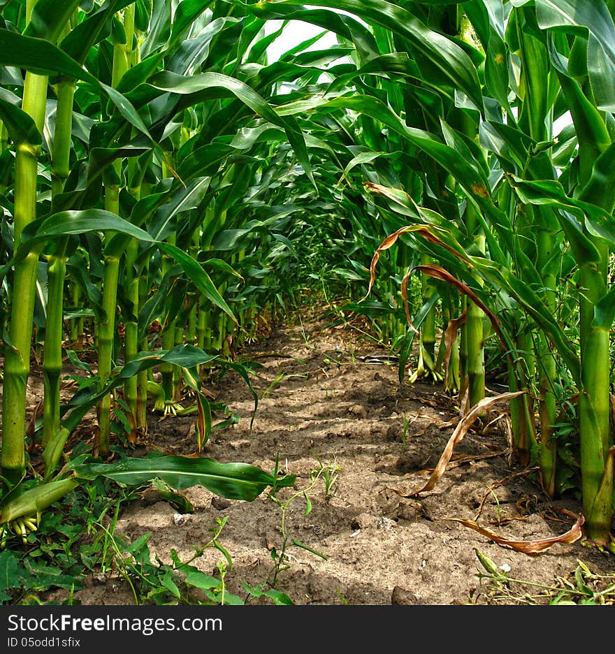 Green tunnel in a cornfield