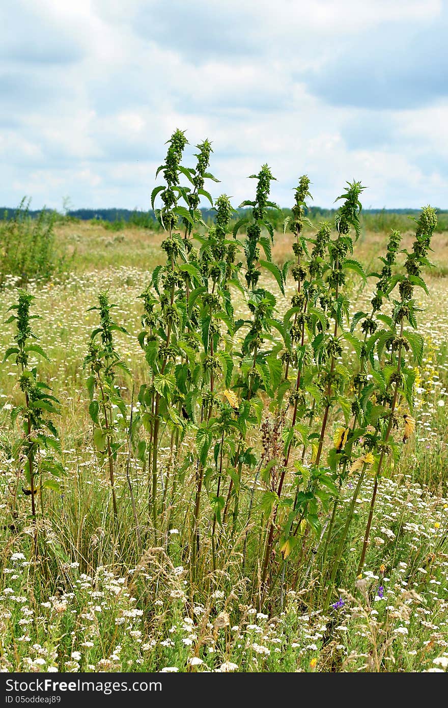 Nettles On Waste Ground