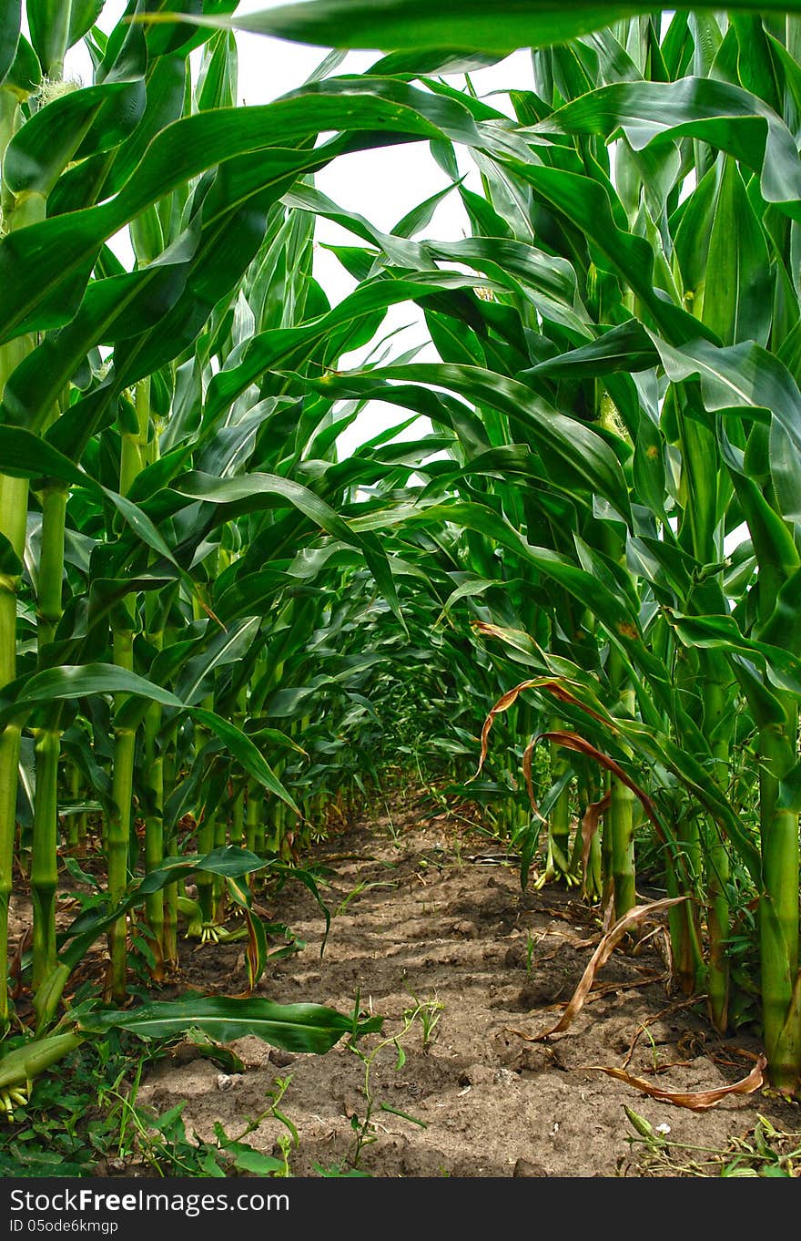 Close up view of corn stalks that form a green tunnel. Close up view of corn stalks that form a green tunnel