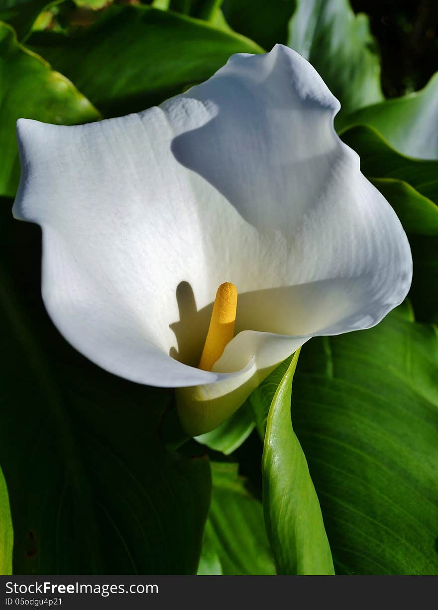 White arum lily