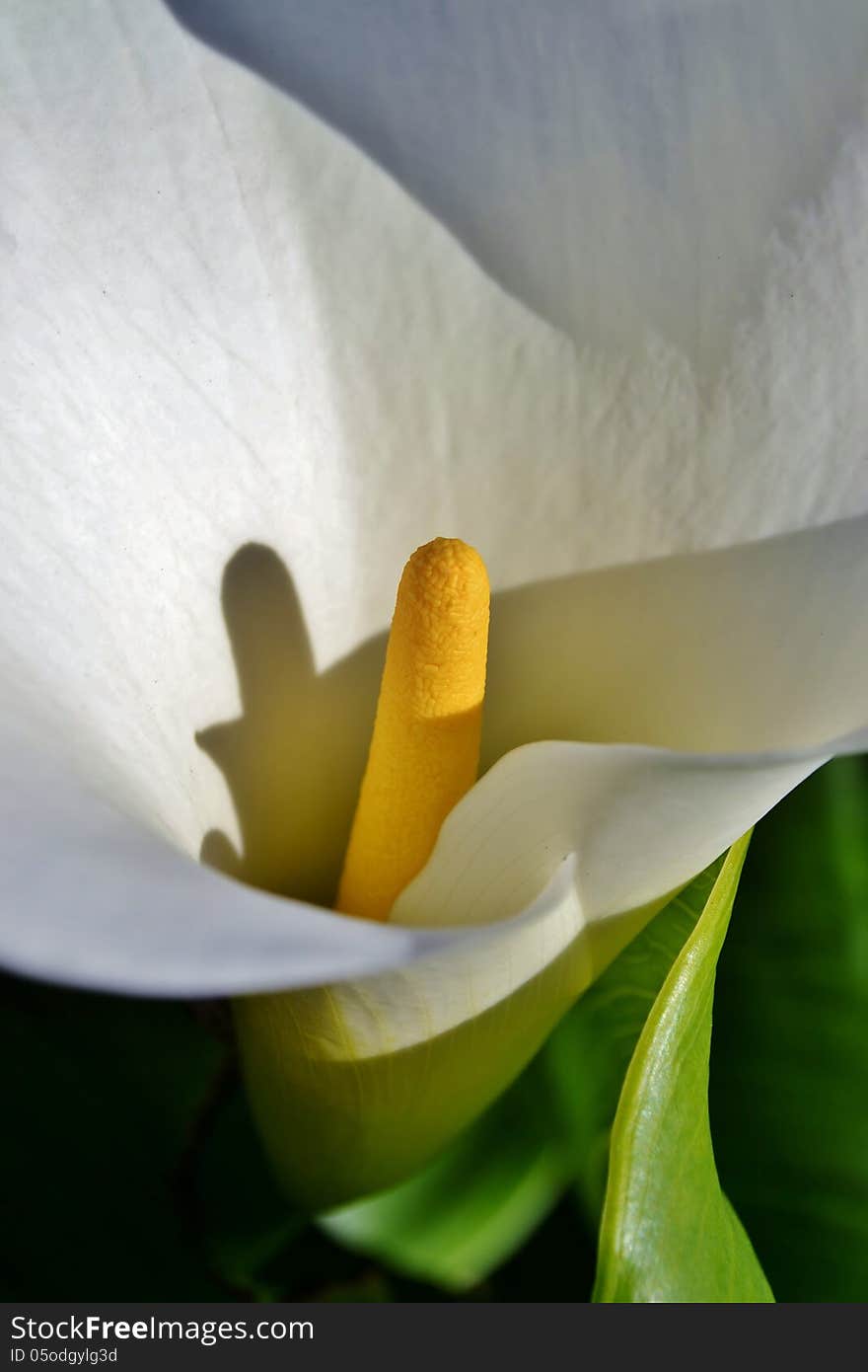 White arum lily