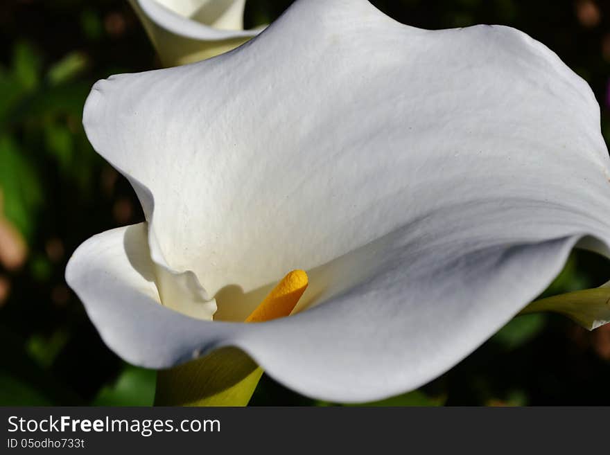 White Arum Lily