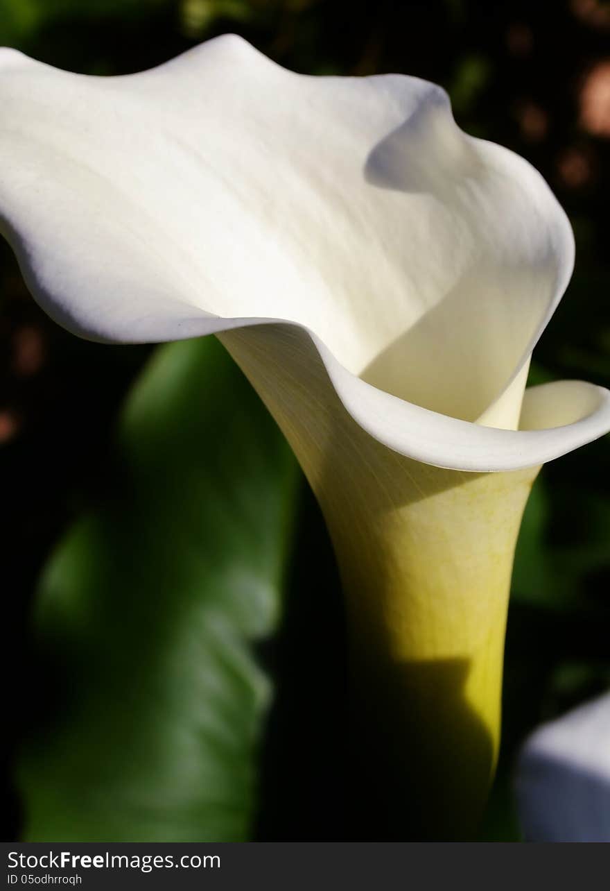 White Arum Lily